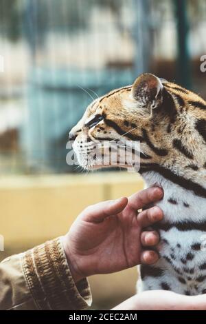 Hands of unrecognizable person stroking stained leopard in the zoo. Stock Photo