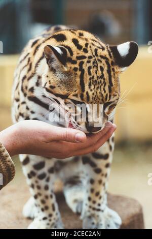 Hand stroking leopard in the zoo Stock Photo