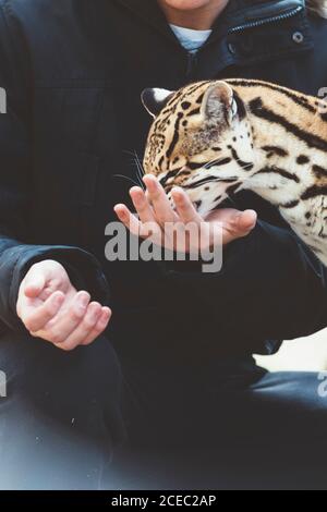 man feeding leopard in zoo Stock Photo