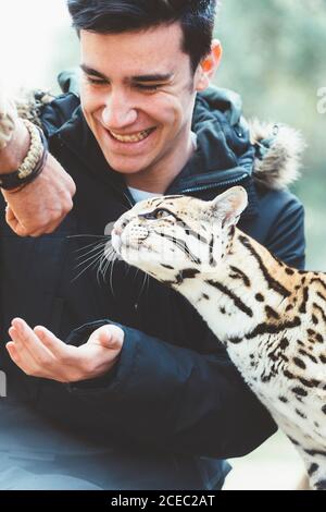 man feeding leopard in zoo Stock Photo