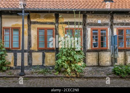 White hollyhocks  in front of an old renovated half-timbered house in Faaborg, Denmark, August 16, 2020