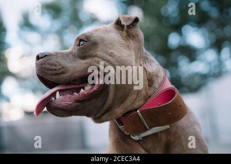 Side view of brown pitbull head in pink leather collar with sticking out tongue on blurred park background Stock Photo