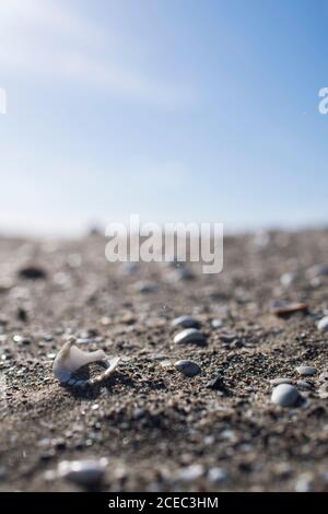 Close-up small shells and shells on the sand in daylight. Stock Photo