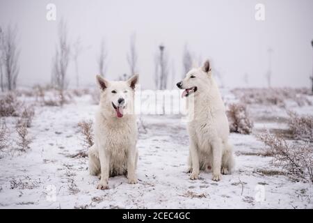 Dogs in snowy park Stock Photo