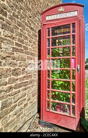 Disused red telephone box used for growing tomatoes at the village of Egleton, Rutland, England. Stock Photo