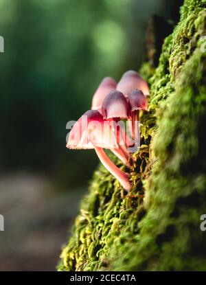 Closeup view of little pink mushrooms growing on green mossy surface on blurred background Stock Photo