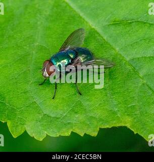 common green bottle fly resting on a green leaf Stock Photo