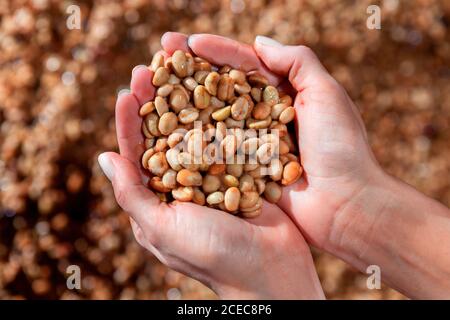 From above handful of raw white colored coffee bean taken from a pile. Stock Photo