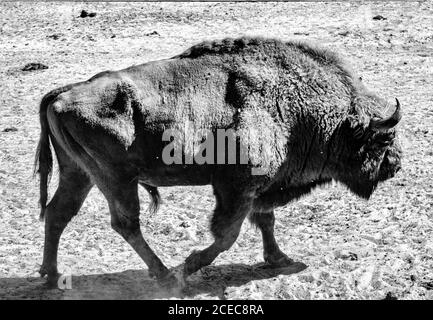 A view of a male European bison or Wisent bull Stock Photo