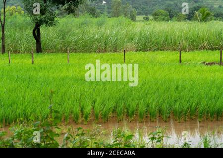 Paddy fields or rice fields in Mulshi , shot during the monsoon 2020 , Pune, Maharashtra Stock Photo