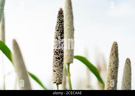 Bajra fields / pearl millet  in Pune 2020 . These crops are found in abundance in and around Pune , Maharashtra , India Stock Photo