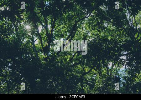 View from below of sun shines through thick green crown of trees Stock Photo