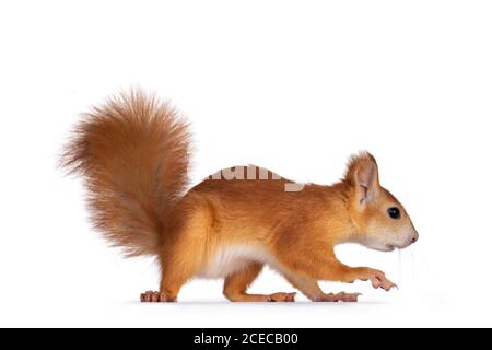 Red Japanese Lis squirrel, walking away side ways. Looning straight ahead. Isolated on white background. Stock Photo