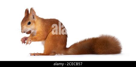 Red Japanese Lis squirrel, sitting side ways, holding a hazel nut in mouth. Looking towards camera. Isolated on white background. Stock Photo