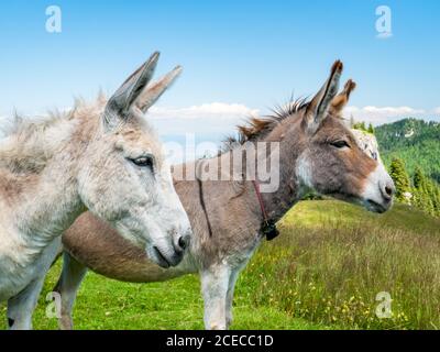 Two cute donkeys in the Piatra Mare (Big Rock) mountains in Romania. Stock Photo