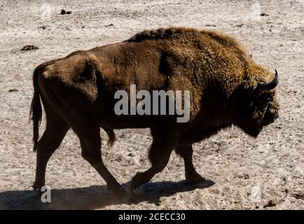 A view of a male European bison or Wisent bull Stock Photo