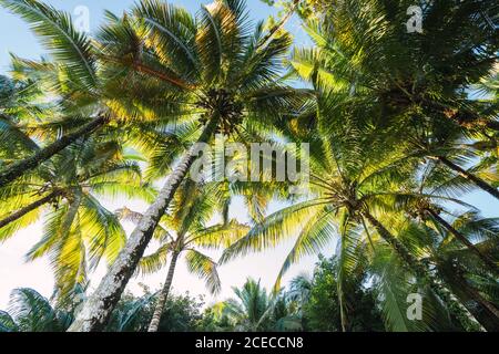 From below shot of green palm trees against blue sky in sunlight, Panama Stock Photo
