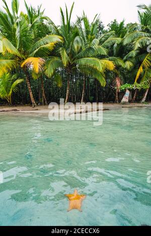 Landscape of bright starfish in clear water of tropical coastline with bright green palms on beach, Panama Stock Photo