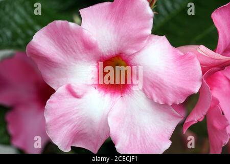 Beautiful purple Allamanda genus Allamanda flowers in bloom close up shot. Stock Photo