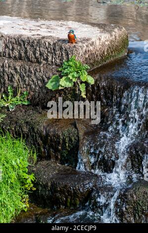 A tiny Kingfisher beside a small weir at Bathampton on the river Avon, a few miles from Bath in Britain Stock Photo