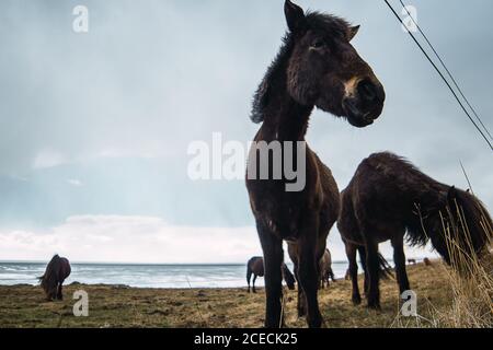 Herd of dark-haired horses pasturing on grassland of ocean shoreline, Iceland. Stock Photo