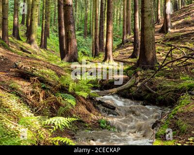 Sun rays in the forest Erzgebirge Germany Stock Photo