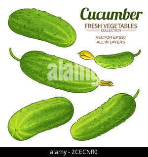 cucumber vector set Stock Vector