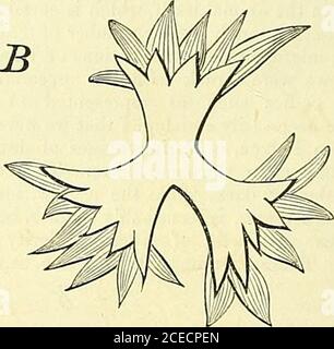 . The Canadian journal ; a repertory of industry, science, and art ; and a record of the proceedings of the Canadian Institute. t to perish, whilst thedevelopement of new growths takes place from the fecundatedlower cells. being composed of isolated strings of cells, which crossed eachother in all directions. These cells are beautifully green, andcontrast favourably with the remarkably diaphanous ground onwhich they are placed : one cannot at all see how these stringsof cells are connected together, there is no appearance ofmembrane, and yet a definite form is given to the mass—doubtless, the Stock Photo