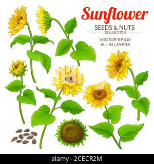 sunflower seed set cartoon vector illustration Stock Vector Image & Art ...