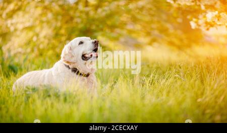 Labrador retriever dog lies in grass on summer day, resting after walking