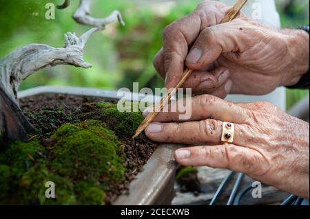 Bonsai artist takes care of his plant, wiring branches and trunk