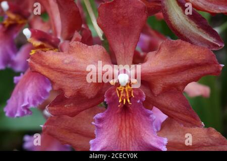Beautiful Orchid Zygopetalum blooming red flower close up shot. Stock Photo