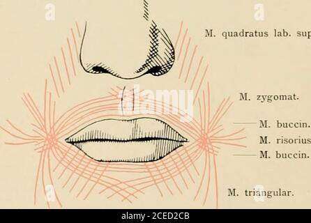 . Die Anatomie des Menschen : Mit Hinweisen auf die ärztliche Praxis : Abt. 1-6. Text und Atlas. Pars palpebralis — Pars malaris (Henle) Schema des Ursprunges und crlaufes der Teile des Musculus orbicularis oculi. 44 M. quadratus lab. sup. zvffomat.. triangulär. M. quadratus lab. infer.Schema des Verlaufes der in die Lippen einstrahlenden Muskeln. Musculi capitis. — 38 45. 46. M. corrug. superc. M. frontalis M. orbic.oculiM. procerus M. quadratuslab. sup. M. nasal. M. depress. septiM. incisivus Stock Photo