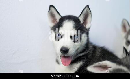 Shot of a cute Miniature Siberian Husky Stock Photo