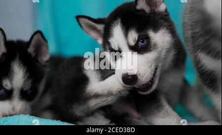 Shot of a cute Miniature Siberian Husky Stock Photo