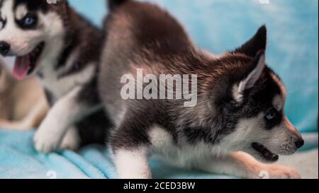 Shot of a cute Miniature Siberian Husky Stock Photo