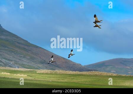 Flying Upland Geese (Chloephaga picta), Grave Cove, West Falkland Island, Falkland Islands, British Overseas Territory Stock Photo