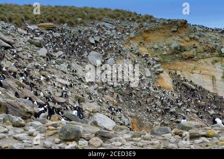 Southern Rockhopper penguin rookery (Eudyptes chrysocome), New Island, Falkland Islands, British Overseas Territory Stock Photo