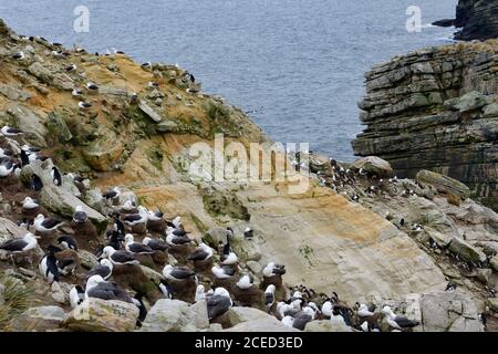 Southern Rockhopper penguins (Eudyptes chrysocome), New Island, Falkland Islands, British Overseas Territory Stock Photo