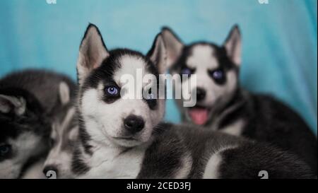 Shot of a cute Miniature Siberian Husky Stock Photo
