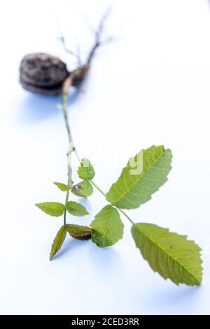 walnut sprout growing out of walnut white background Stock Photo