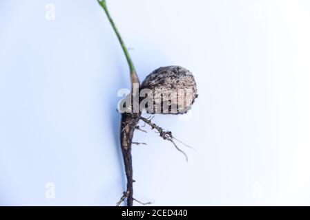 walnut sprout growing out of walnut white background Stock Photo