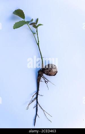 walnut sprout growing out of walnut white background Stock Photo