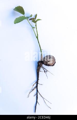 walnut sprout growing out of walnut white background Stock Photo