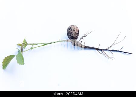 walnut sprout growing out of walnut white background Stock Photo