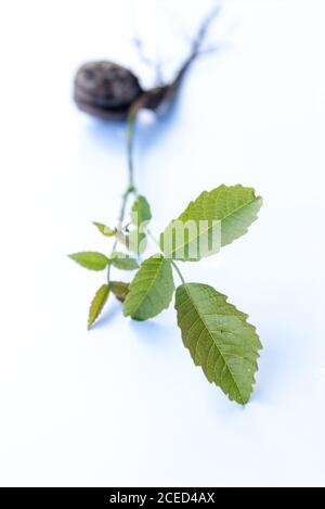 walnut sprout growing out of walnut white background Stock Photo