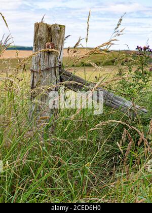 A lone, rustic, wooden post in fields near Scarborough, Yorkshire, UK. Stock Photo