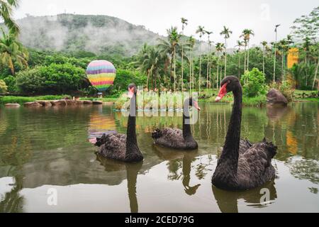 Gorgeous black swans floating on water of lake in Yanoda Rainforest with mountains and palms on background, China Stock Photo