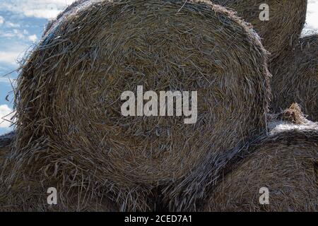 Texture of a round hay bale photographed from the front. Stock Photo