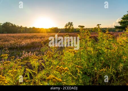 Easter heath, heather blossom of broom heath, in the nature reserve Lüneburg Heath, Lower Saxony, Germany, Stock Photo